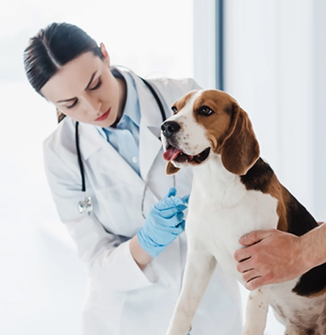 Sinanpaşa Veteriner