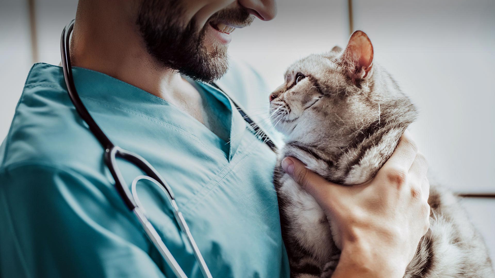 Sinanpaşa Veteriner